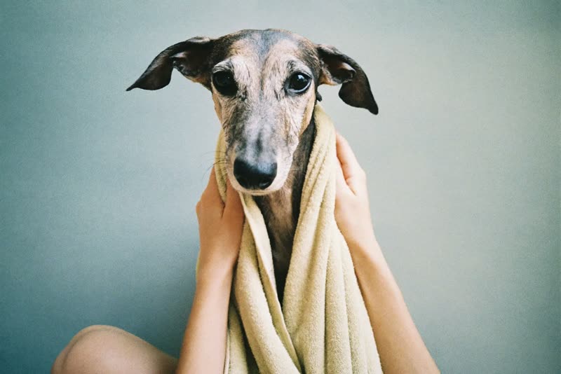 A towel-wrapped dog being held steady after a wash