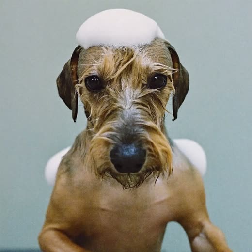 A small terrier mid-bath, fur wet and lathered