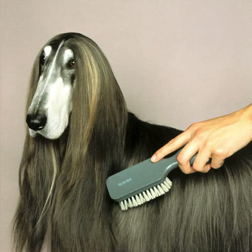 A long-haired dog being brushed out by hand