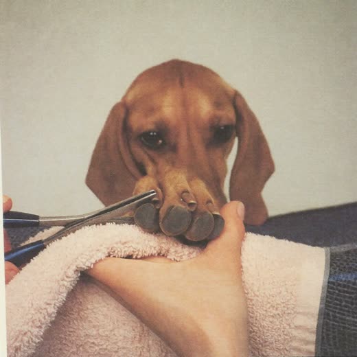 A dog's paw having its nails clipped